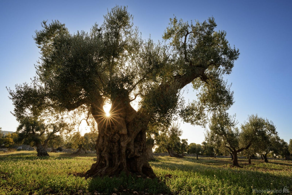 Italiaanse olijven en Morettini olijfolie